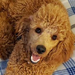 Goldendoodles and Poodles from Duffey’s IncrediDoodles