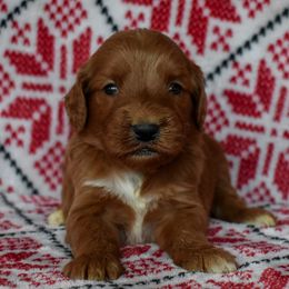 Girl 5 - female Goldendoodle puppy in Macedon, New York from Toodles Goldendoodles