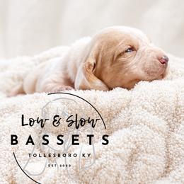 Sandy - Mahogany and white female Basset Hound puppy in Tollesboro, Kentucky from Low and Slow Bassets