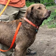 Chesapeake Bay Retrievers from Stone Mountain Chesapeakes