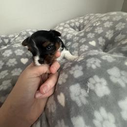 Parti male , black face - Parti male Yorkshire Terrier puppy in Pikeville, North Carolina from A Yorkie’s World