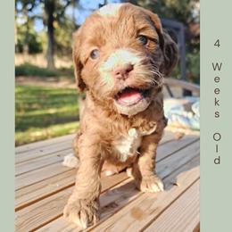 Red Abstract Boy - Red male Cockapoo puppy in Stayton, Oregon from MoSa Ranch Cockapoos