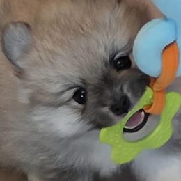DYLAN - Orange parti male Pomeranian puppy in Denton, Texas from Pepplers Poms