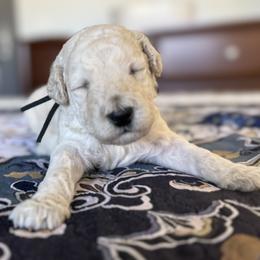 Mr Black Collar - White male Poodle puppy in Screven, Georgia from Dreamland Standard Poodles
