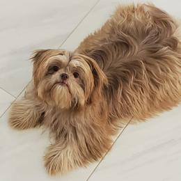 Chloe - Shih Tzu