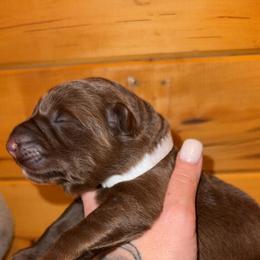Dorothy - Liver female German Shepherd puppy in Fort Jennings, Ohio from Von Holtzapple German shepherds