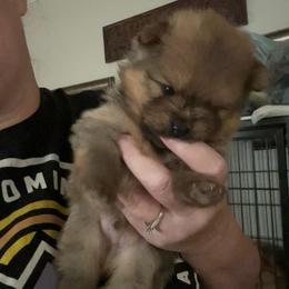 Ozzy - Orange sable male Pomeranian puppy in Zavalla, Texas from Precious Puff Poms