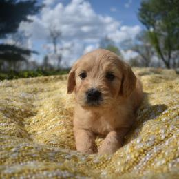 Aussiedoodle and Goldendoodle Puppies from Classic City Doodles