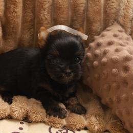 Enya - Black and tan female Yorkshire Terrier puppy in Red Boiling Springs, Tennessee from Pendragon Yorkies