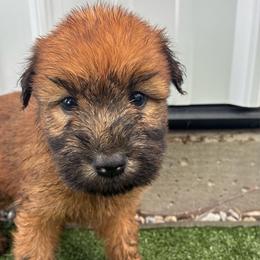 Marcy - Wheaten female Soft Coated Wheaten Terrier puppy in Nokomis, Illinois from Windhill Wheatens