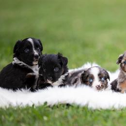 Miniature Australian Shepherd and Toy Australian Shepherd Puppies from Clay Creek Aussies