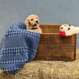 'Colt': Muddy Foots Ready Aim Fetch - Apricot male Poodle puppy in Orlando, Florida from Sabrina Beck