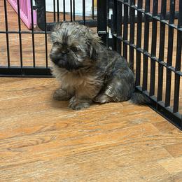 Boy 2 - Brindle male Shih Tzu puppy in Milford, Delaware from Spunky Shih-Tzus Delaware (Spunky Shih-Tzus)