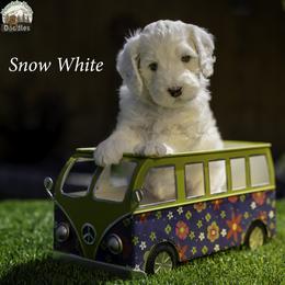 Snow White - Chalk female Australian Labradoodle puppy in Cashmere, Washington from Mountain Home Doodles