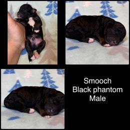 Smooch - Phantom male Poodle puppy in Wheatland, California from Sapphire Ridge Poodles