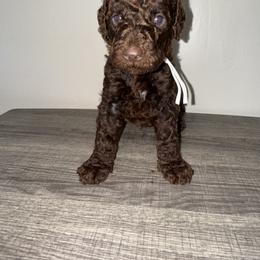 Boy 3 - Brown male Poodle puppy in Valdosta, Georgia from Posh Poodles