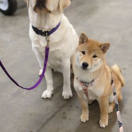 Shiba Inu Puppies from Takikawa Shiba Inus