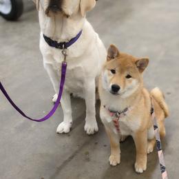 Shiba Inu Puppies from Takikawa Shiba Inus