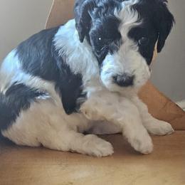 Rosie - Parti female Goldendoodle puppy in Kansas City, Missouri from Poppy's Doodles