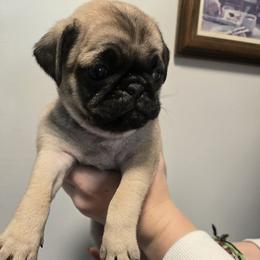 Nina - Fawn female Pug puppy in Auburn, Kentucky from Prentice Family Pugs & Bugs