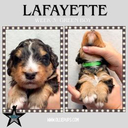Lafayette (Green collar) - Tri-color male Bernedoodle puppy in Boiling Springs, South Carolina from OlliePups, LLC