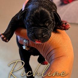 Boy 4 - Black male Cane Corso puppy in Porter, Oklahoma from Richline Kennel