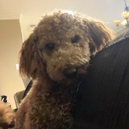 Honey - Goldendoodle