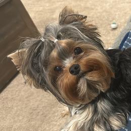 London - Yorkshire Terrier