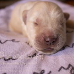 Red - Golden Retriever puppy in Grand Blanc, Michigan from Vista Goldens