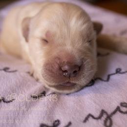 Red - Golden Retriever puppy in Grand Blanc, Michigan from Vista Goldens