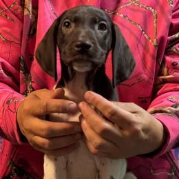 Winnie - Liver and white female German Shorthaired Pointer puppy in Aitkin, Minnesota from Whispering’s GunDogs