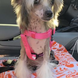 Chinese Crested puppies from Aradia