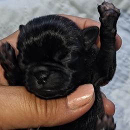 Brindle Girl 3 - Brindle female Pug puppy in Gadsden, Alabama from Carla's Pugs