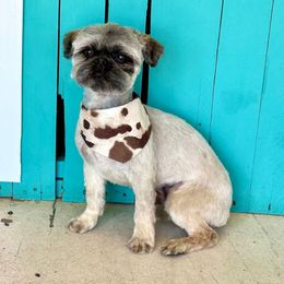 Brinkley - Shih Tzu