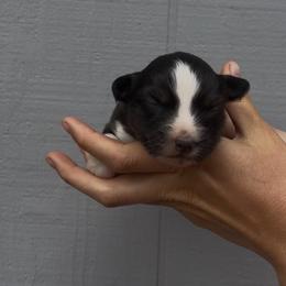 Mouse - Black tri female Toy Australian Shepherd puppy in North Lakeport, California from Wild Rose Ranch