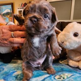 Luke (FLUFFY) - Fawn brindle and white male French Bulldog puppy in Bend, Oregon from High Lakes Frenchies