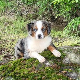 Addie - Miniature Australian Shepherd