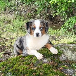 Addie - Miniature Australian Shepherd