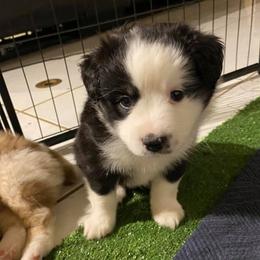 Miniature Australian Shepherds from TNT MINI AUSSIES