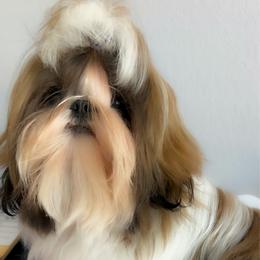 Churro - Shih Tzu