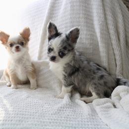 CKC Merle George - Merle male Chihuahua puppy in Brooklyn, New York from Cuties 4 You