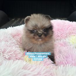 Merle boy 3200 no breeding rights - Blue merle male Pomeranian puppy in Kentucky from Em&M Pomeranians