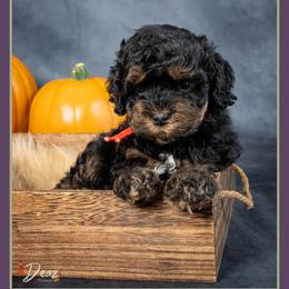 Beard - Black and tan male Cockapoo puppy in Connersville, Indiana from Deaz Doodle Ranch