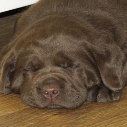 Cavalier King Charles Spaniel and Labrador Retriever Puppies from Camden's Caring Canines