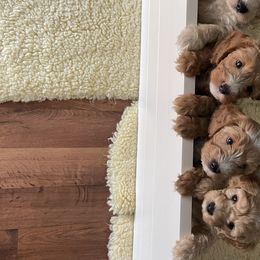 Goldendoodle Puppies from Salty River Doodles