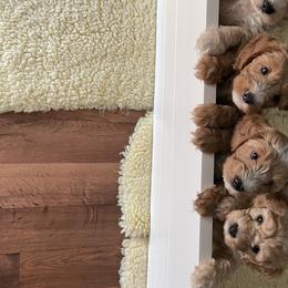 Goldendoodle Puppies from Salty River Doodles