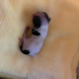 Blane - Black and white male Chihuahua puppy in Red Bluff, California from Aye Chihuahua