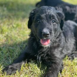 Bernedoodle Puppies from Eva Hutcherson