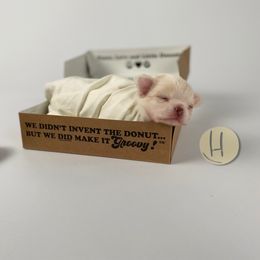 Chihuahua Puppies from Happy Pups