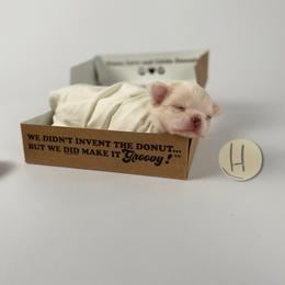 Chihuahua Puppies from Happy Pups